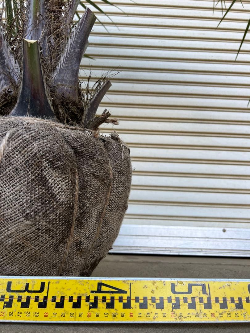 送料込み ココスヤシ シルバーリーフ 株立ち 形状良 新築、鉢植え等に 現品