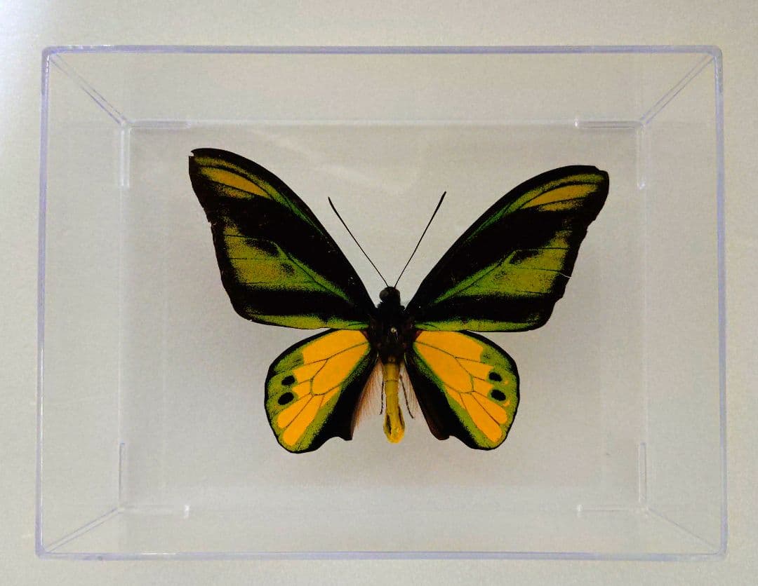 あ*ー様 外国産蝶標本‼️翔ぶ宝石♬美麗豪華キマエラトリバネアゲハアゲハ Yahoo!オークション - 外国産蝶標本 ヒレオトリバネアゲハ A-pair 西