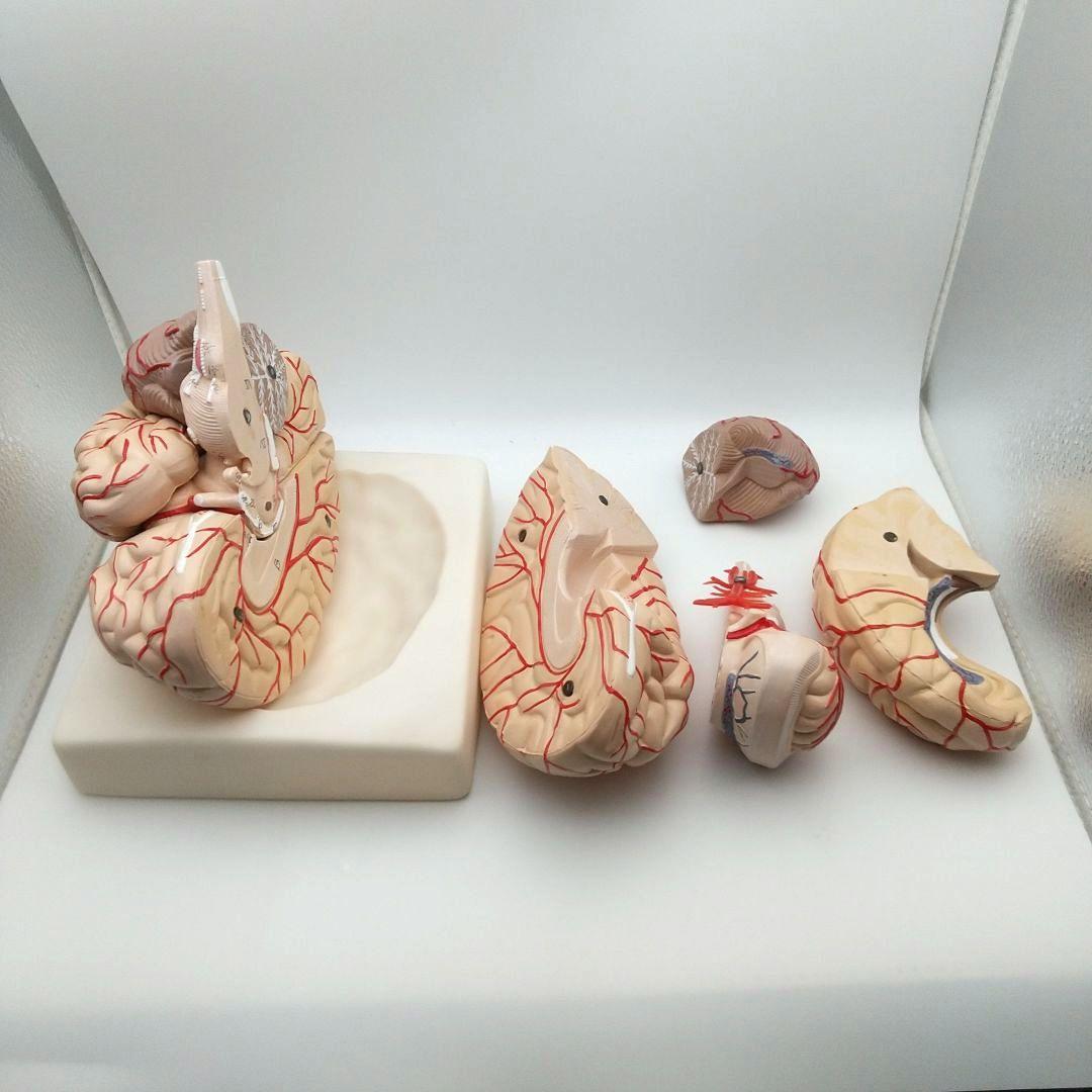 値下【美品】人脳8分割モデル 前頭葉 頭頂葉 側頭葉 後頭葉 脳幹 小脳