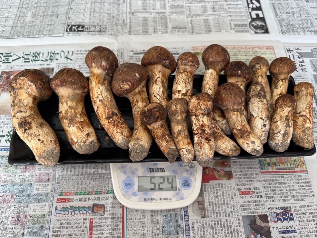 松茸　北海道　500g 送料込 楽天市場】【予約商品】【9月中旬－10月上旬採れ次第発送】松茸 送料