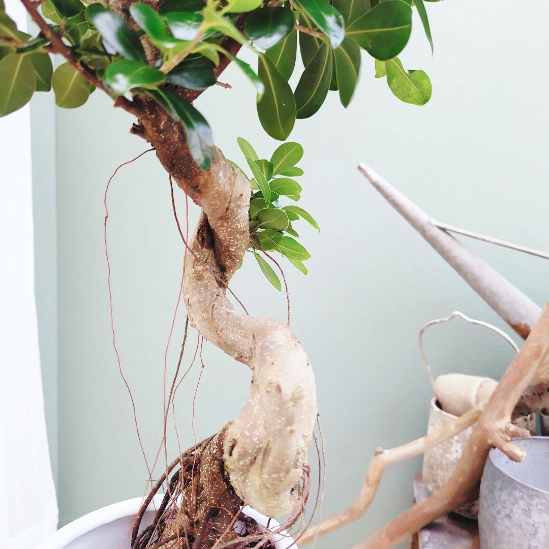 曲がりガジュマル (現品) 根上がり 曲線 空間浄化インテリアグリーン