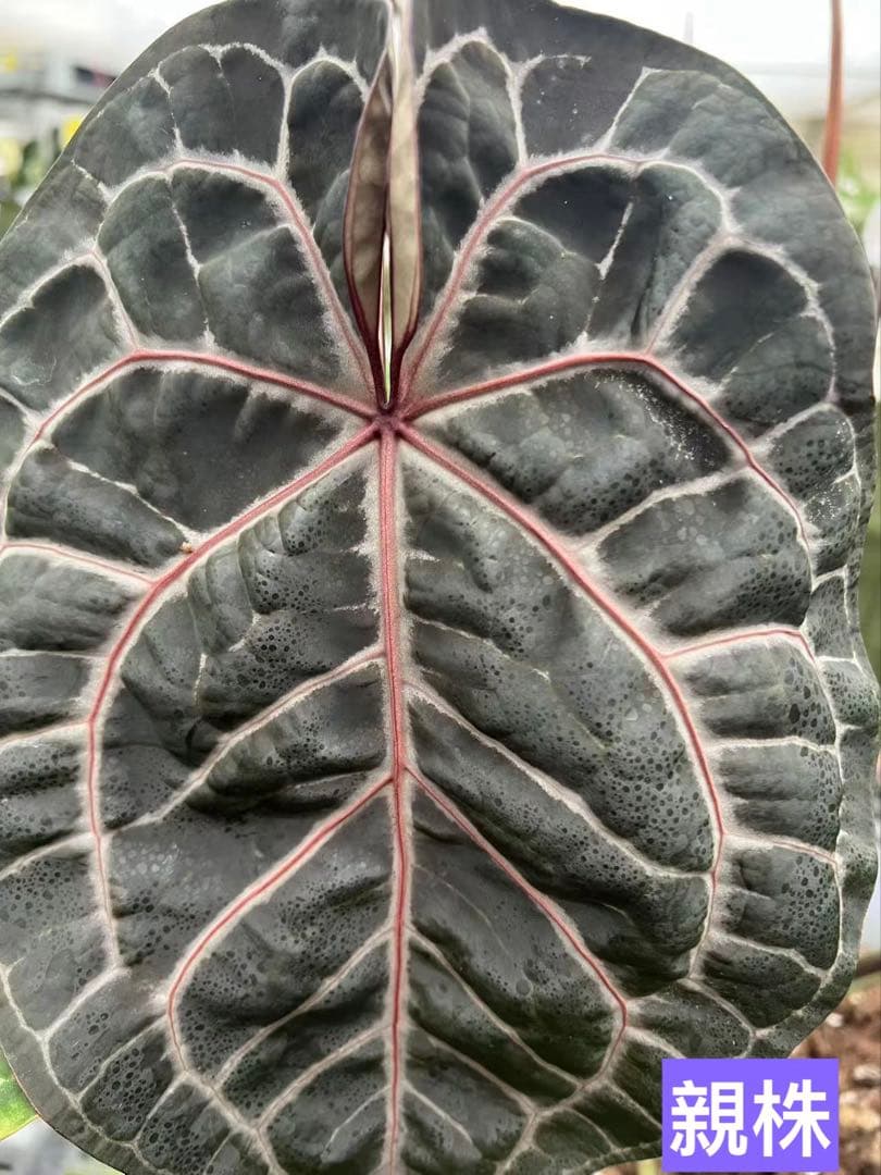 アンスリウム レッドクリスタリナム パープル系 - メルカリ