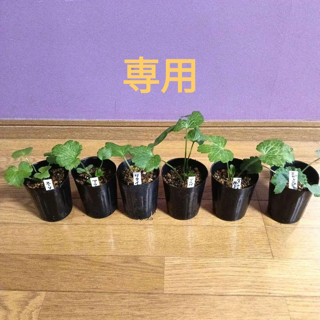 クリスマスローズ 大木ナーサリー foujita フジタ ss 未株分け 6号