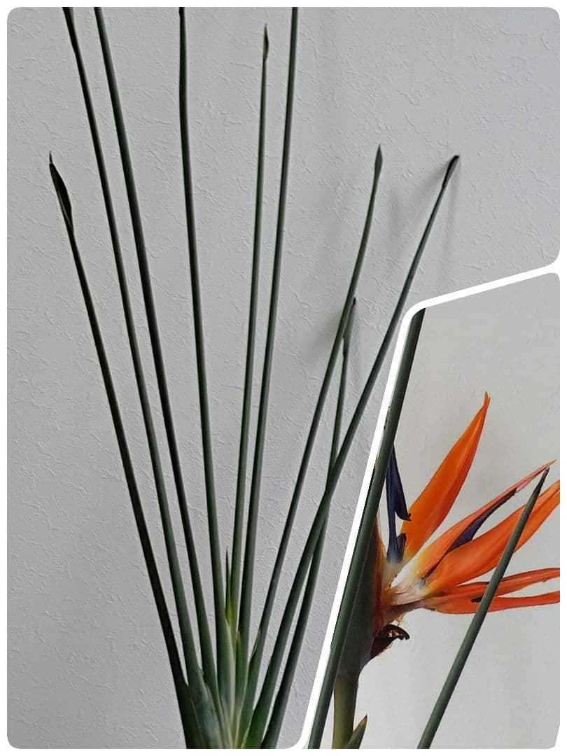 ストレリチア充実株・ジャンセア・ユンケア・ノンリーフ・底〜95cm