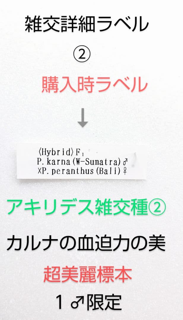 年末価格‼️スーパー美麗アキリデス雑交種 ♂標本75mm雑交詳画像2枚目確認