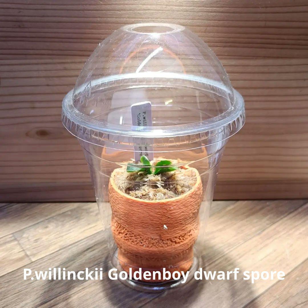 P.willinckii Goldenboy dwarf Spore P.willinckii 'Goldenboy' dwarf