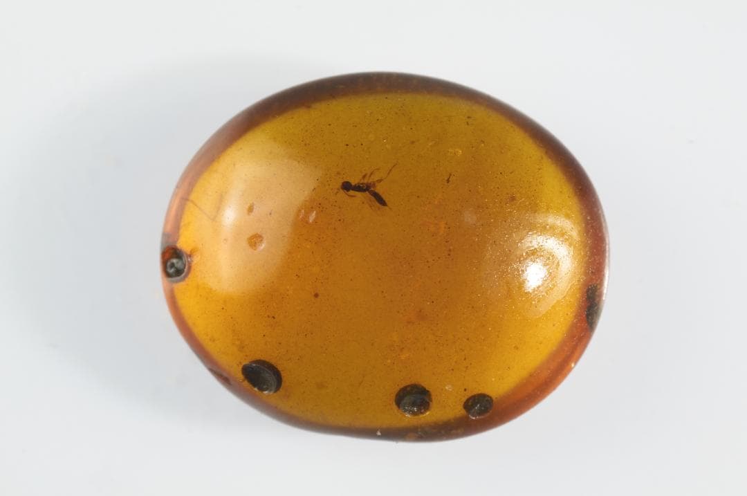 ZB357虫入り琥珀化石 ミャンマー カムティかタナイ産 9900万年前