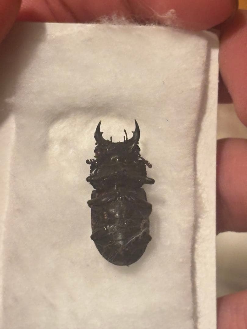 希少 カザリツノクワガタ 標本 昆虫標本