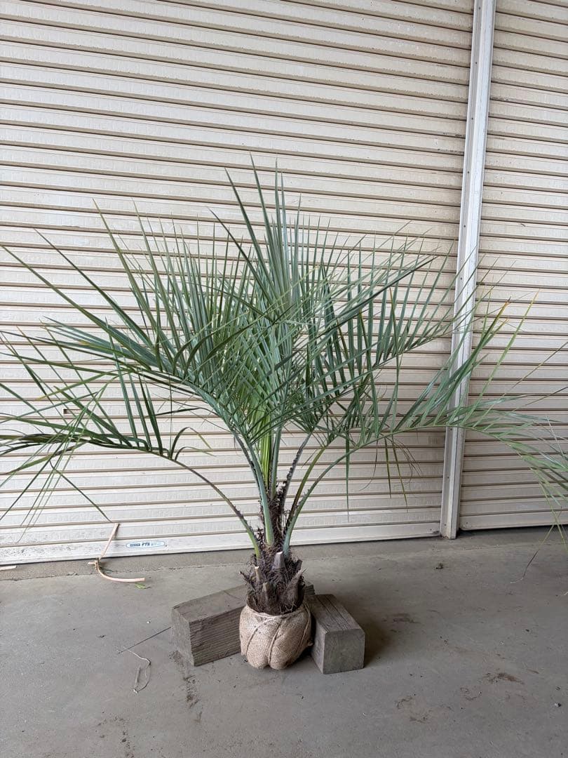 ココスヤシ 根鉢上から120cm - メルカリ