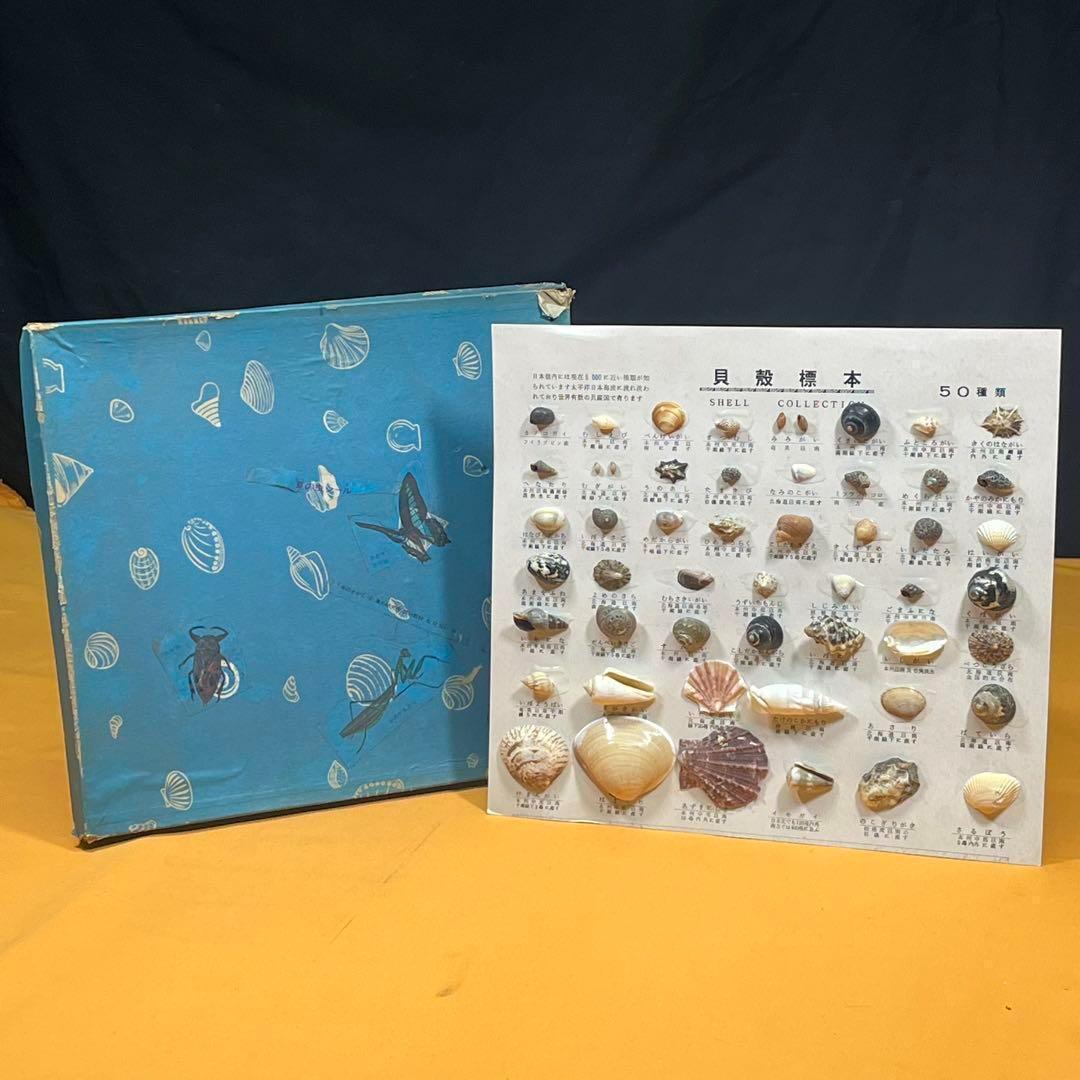 貝殻標本 50種類 海 貝殻 夏 自由研究 - メルカリ