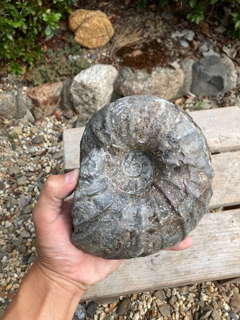 北海道　希産地　アンモナイト　1.7kg 化石