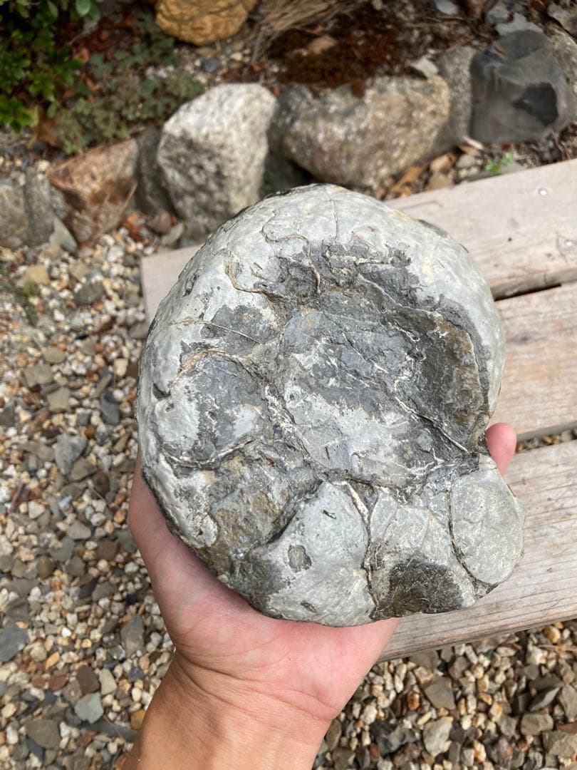 北海道　希産地　アンモナイト　1.7kg 化石