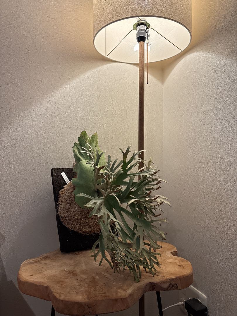 willinckii OMG×Nano spore dwarf ビカクシダ - メルカリ