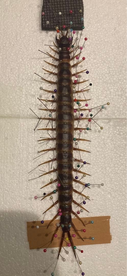 特大ペルビアンジャイアントセンチピード35cm 2枚目に完成品 希望金額コメント 特大ペルビアンジャイアントセンチピード35cm 2枚目に完成品 希望金額