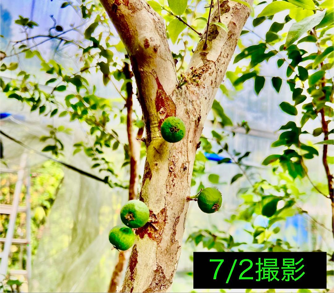 青木 禎斉様用 正月特価1万値下❗️耐寒ジャボチカバ 小葉ミウーダ大株