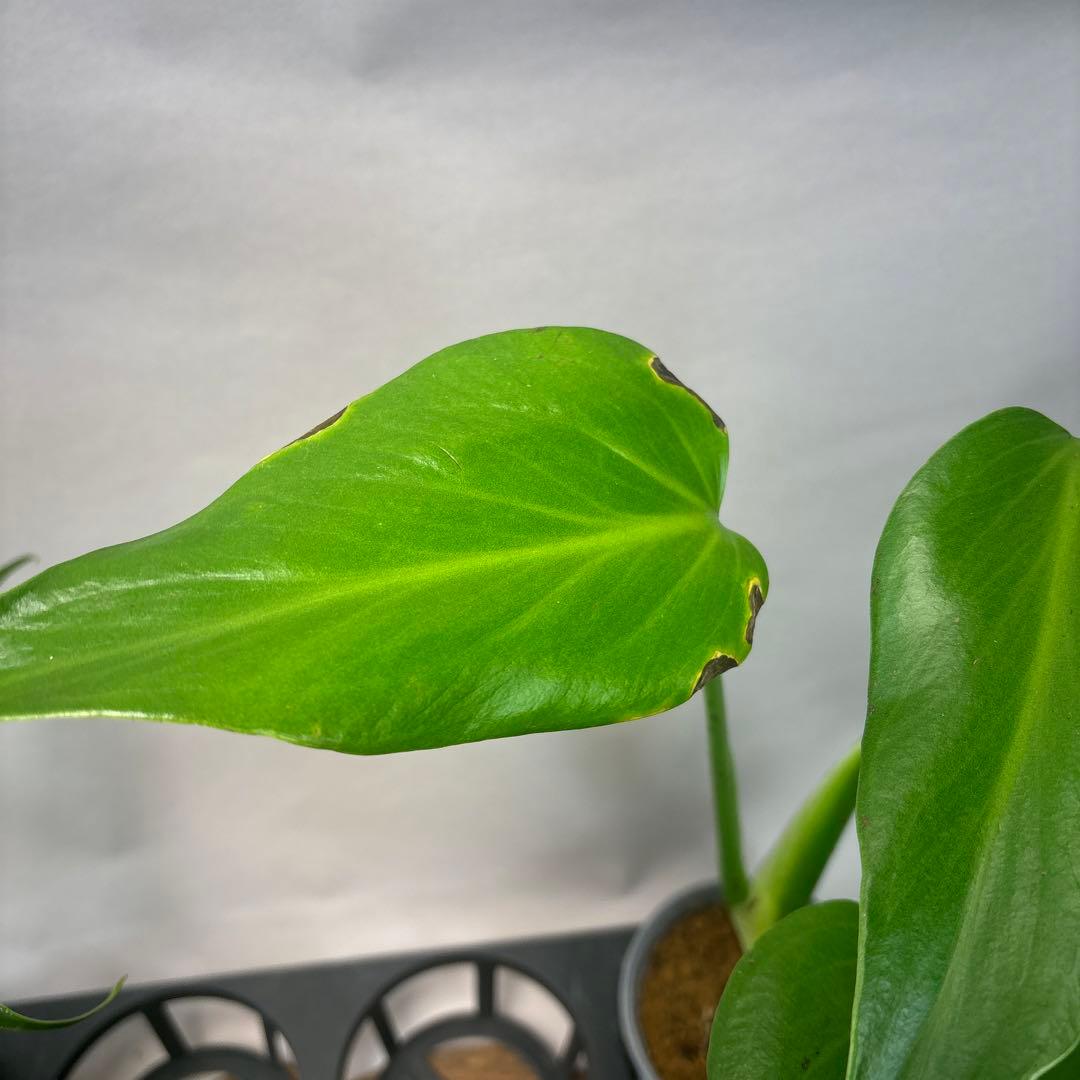 5株セットms45ちょっと傷あり モンステラ バールマルクスフレーム