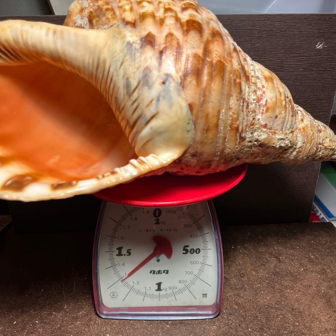 激レア　長崎県産　法螺貝　ホラガイ　1.28kg