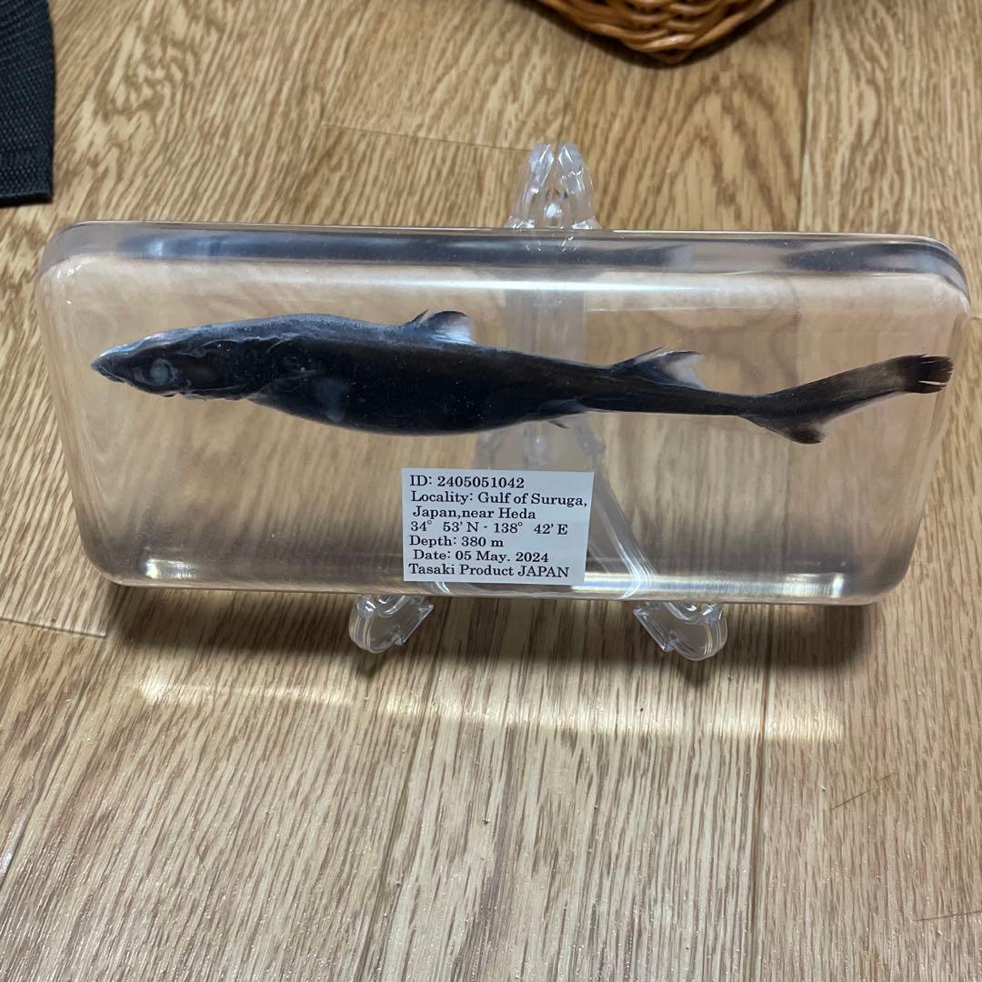 カラスザメ　標本 カラスザメ科(Etmopteridae)－カラスザメ