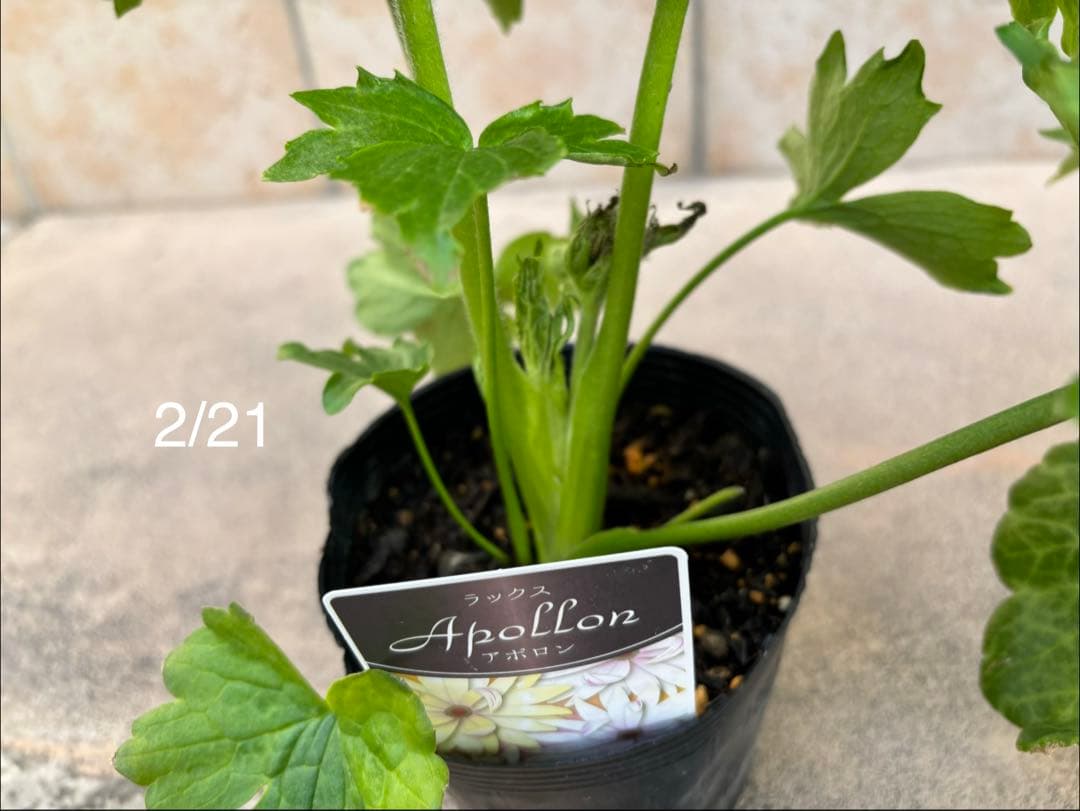 ラナンキュラスラックス苗 2品種 セット 新品種の通販はau PAY