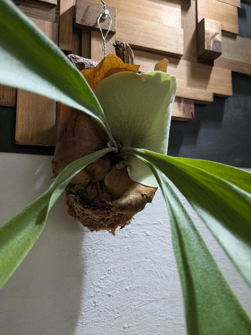 ハナ様ご依頼分プラティケリウム アルシコルネ＋チャイナビーン＋