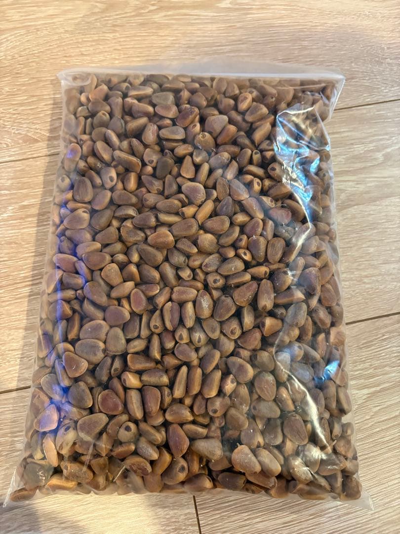 2025年10月北海道 で収穫した 松の実5kg 2025年10月版】北海道の旬の食を堪能！自慢の味覚が