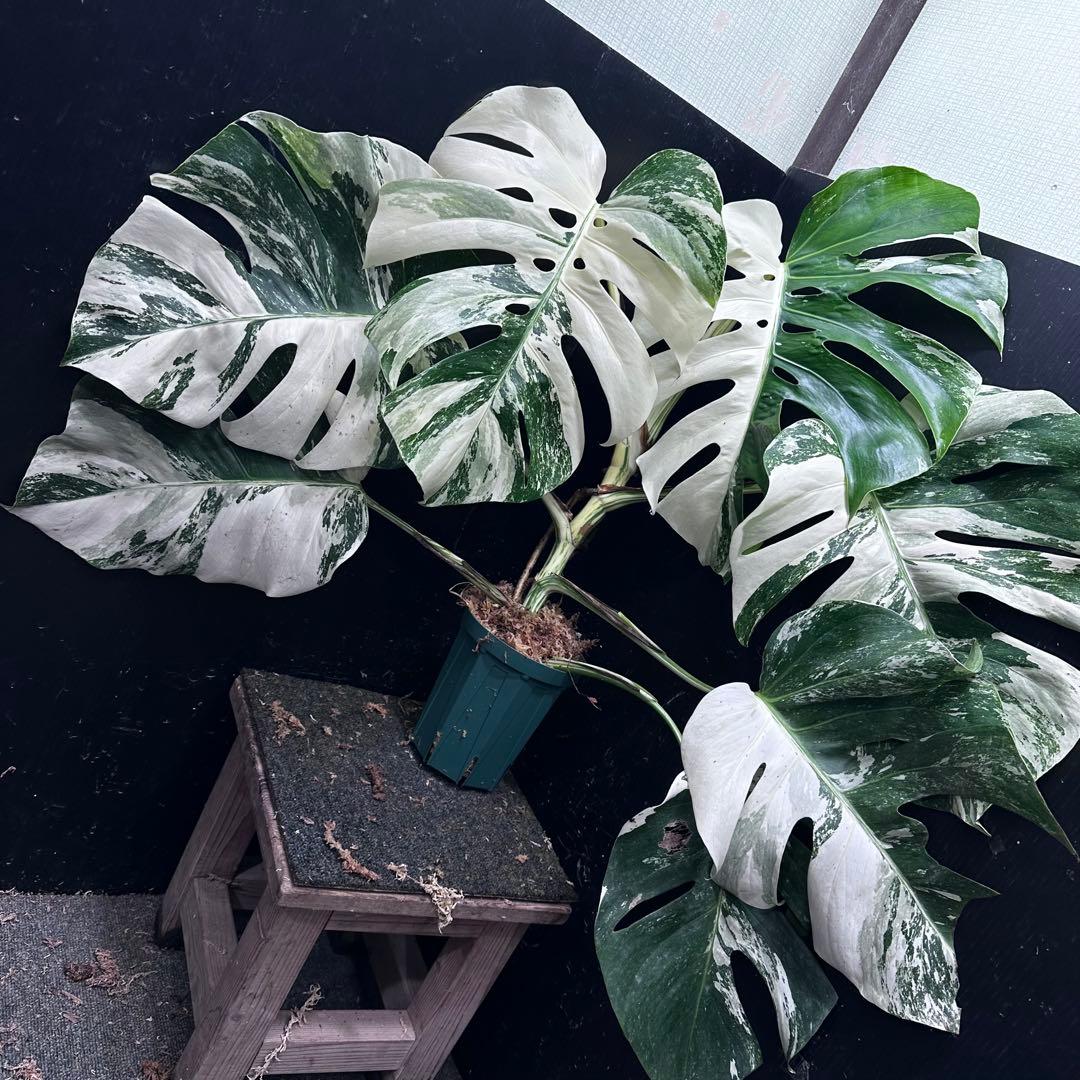 斑入りモンステラ ホワイトタイガー極美大株76cm白斑多