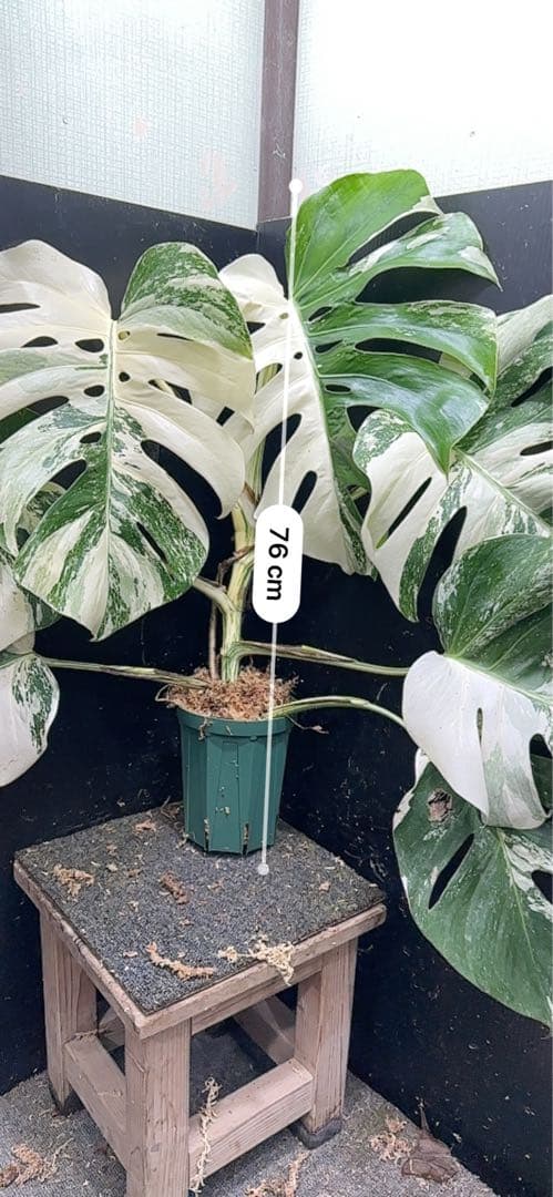 斑入りモンステラ ホワイトタイガー極美大株76cm白斑多