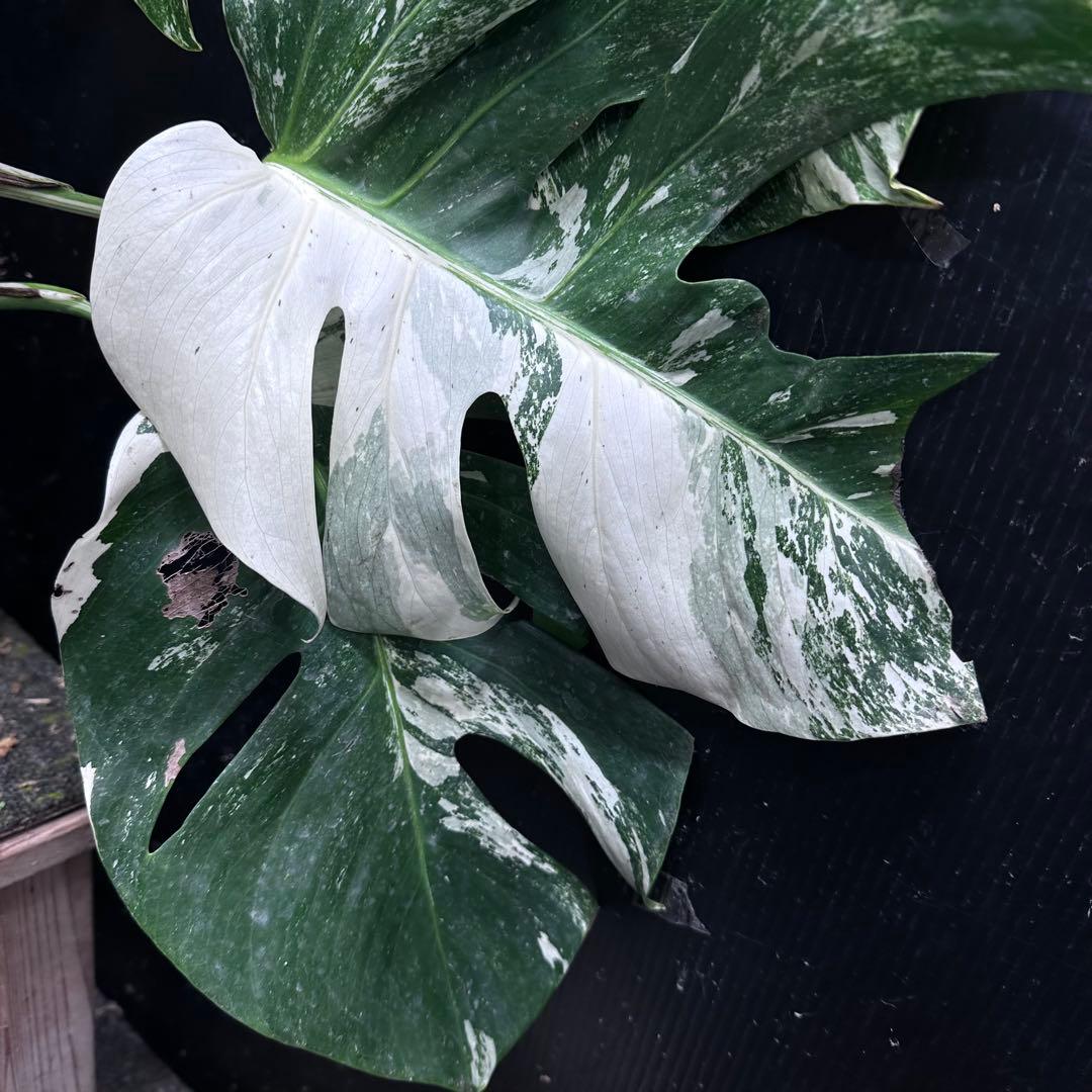斑入りモンステラ ホワイトタイガー極美大株76cm白斑多