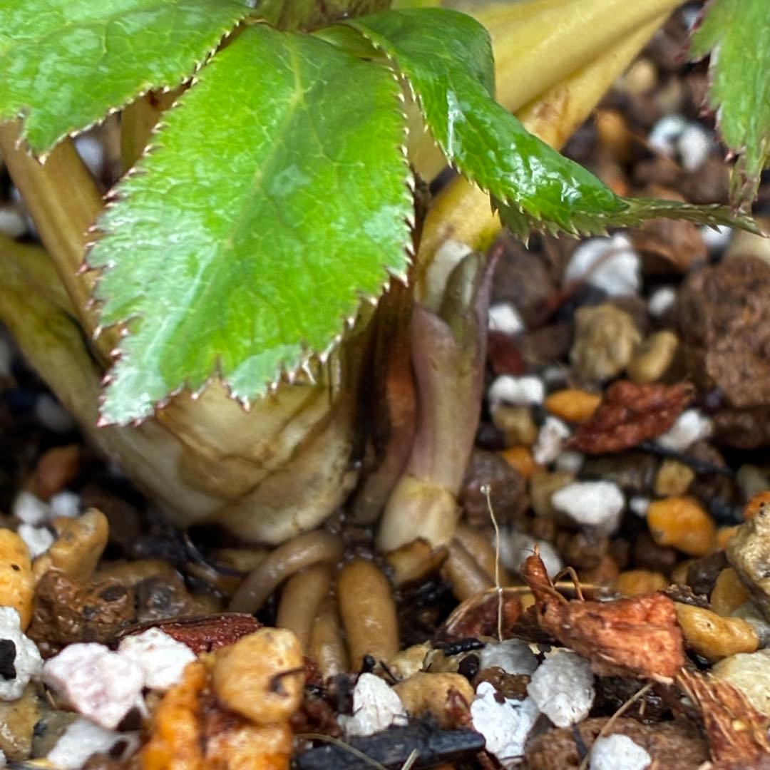も*読様 3491☘️蕾花、タグ付き☘️金SD⭐️オーレア⭐️小輪⭐️金/紅ツー