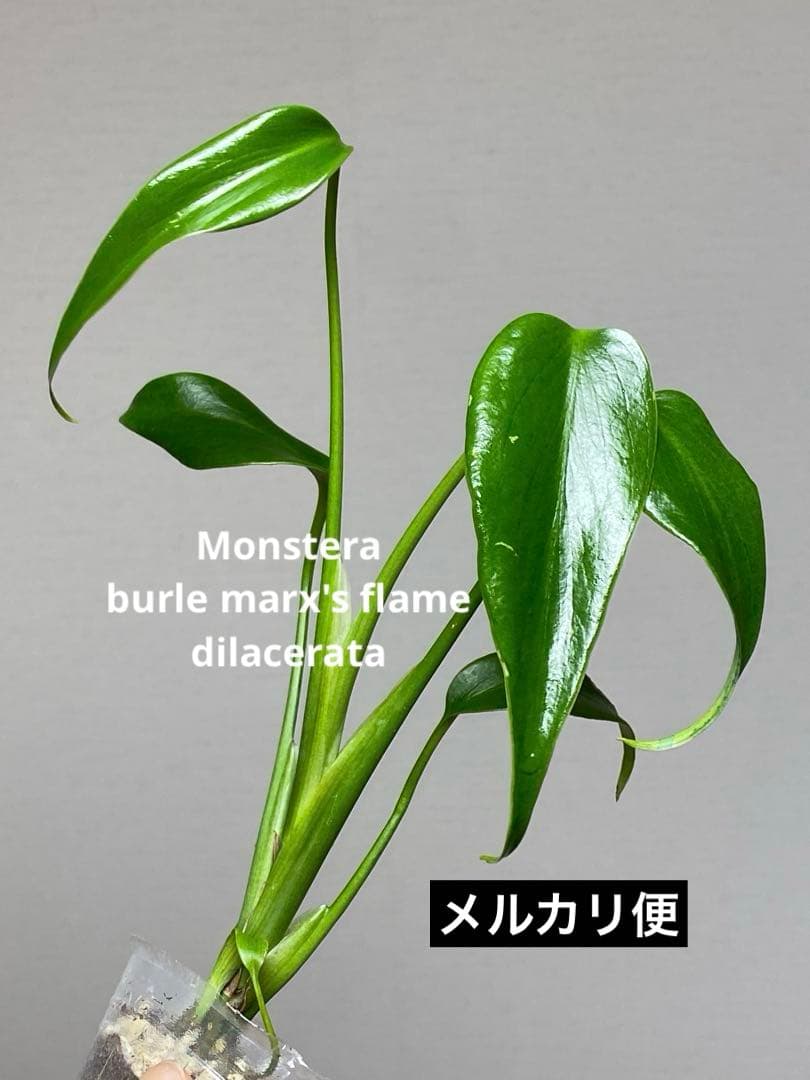 K*N様 【棚整理セール‼️】モンステラ バールマルクス 希少 レア 人気