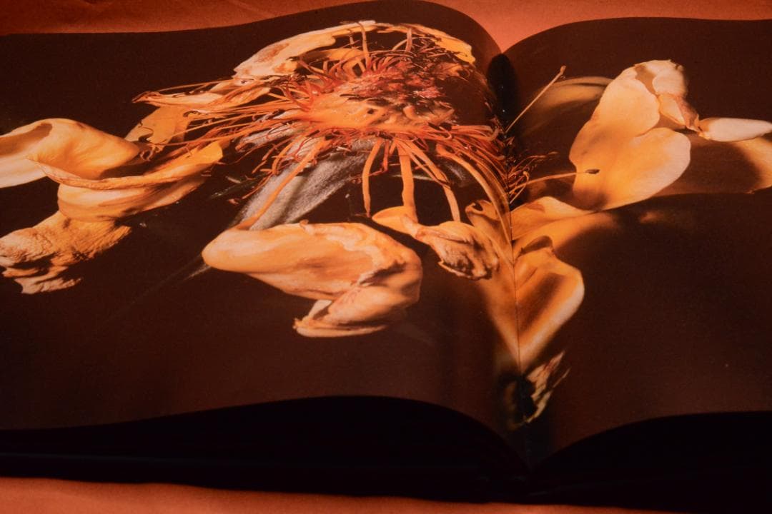 VISIONAIRE 40：DAVID SIMS ROSES　★★値下げしました