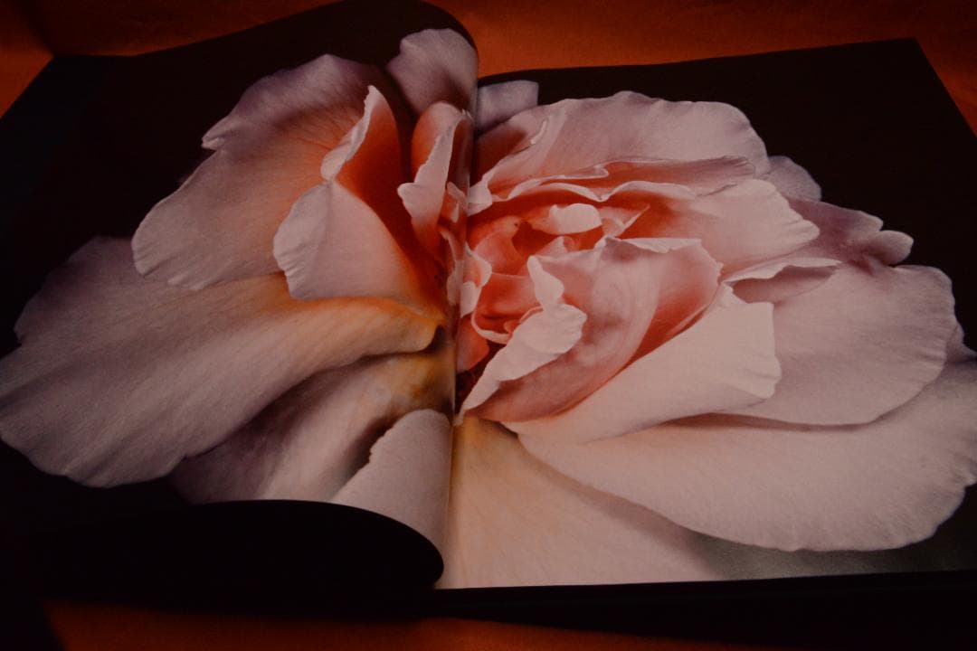 VISIONAIRE 40：DAVID SIMS ROSES　★★値下げしました