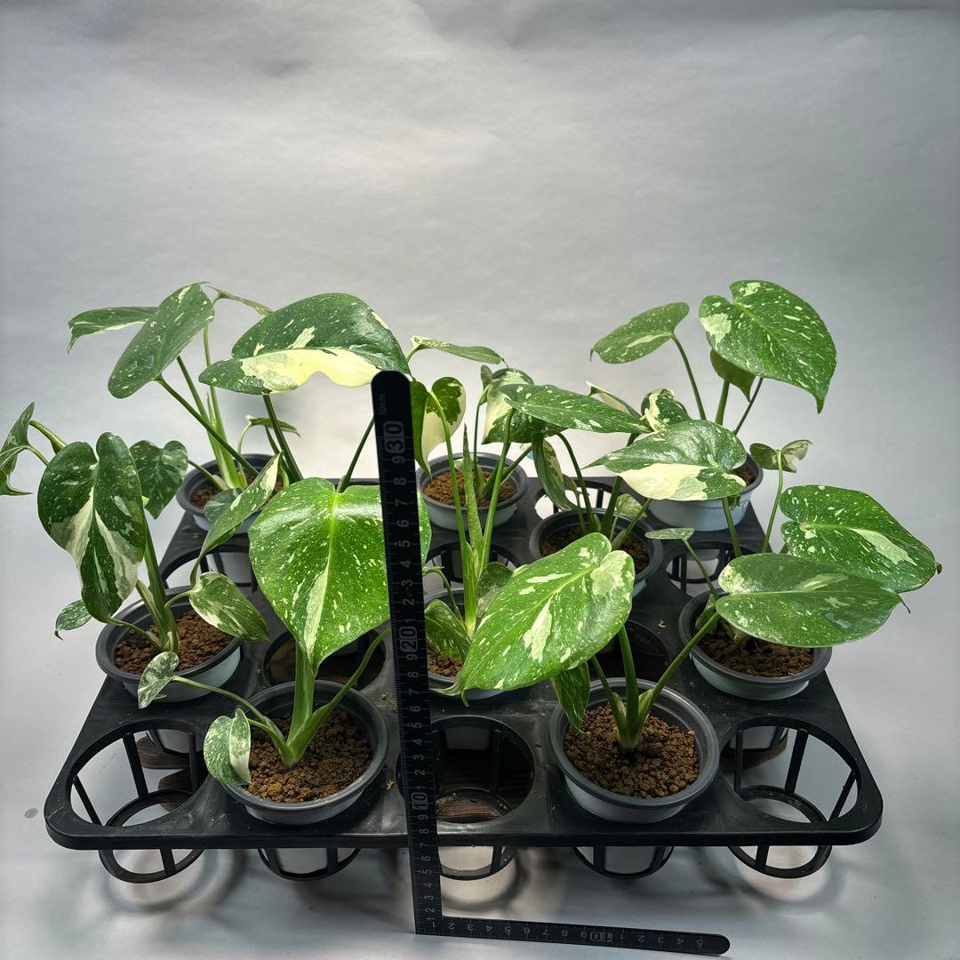 K*様 10株セットms05【特別選抜】モンステラ・タイコンステレーション