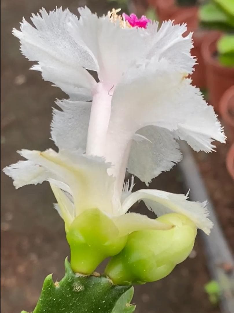 デンマークカクタス シャコバサボテン 白羽 葉挿し 1637 - メルカリ