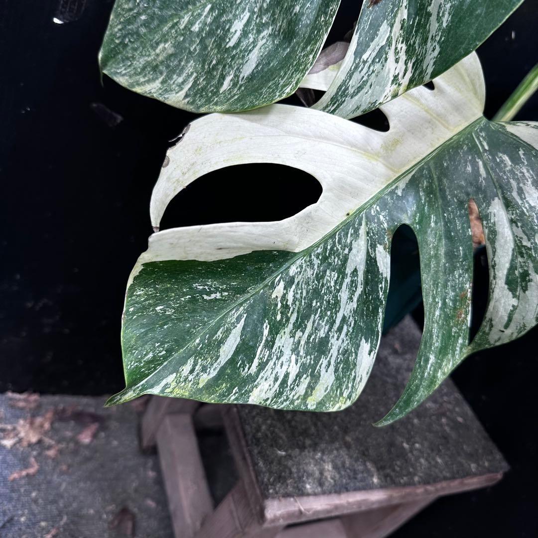 斑入りモンステラ ホワイトタイガー極美大株71cm白斑多 - メルカリ