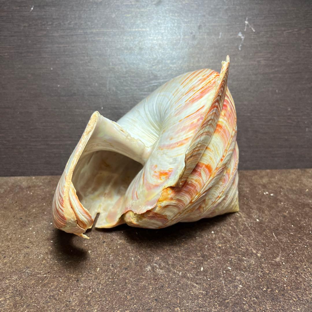 ケ*キ様 激レア　欠けアリ　東シナ海産　リュウグウオキナエビス