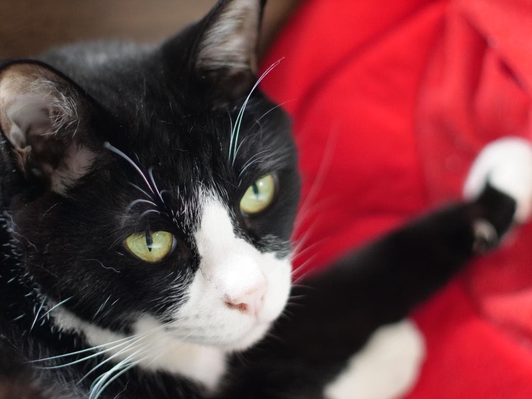 レンズ(単焦点) Canon FD 55mm f1.2 & 35-105mm f3.5-4.5