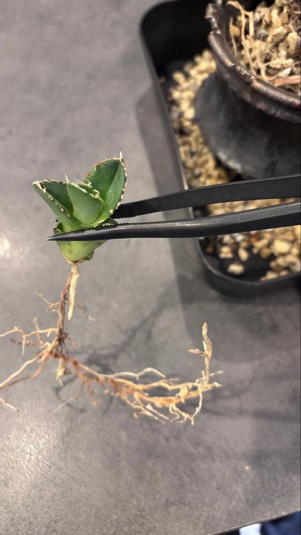 【発根済み】アガベ　CJ-Special 子株　検索)大白鯊、Ivory wa