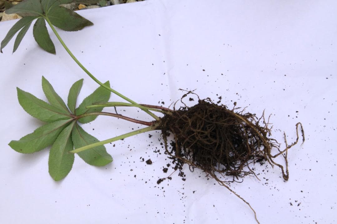 くり様ご確認用 クリスマスローズ未開花株（株分け 小さめ） - メルカリ