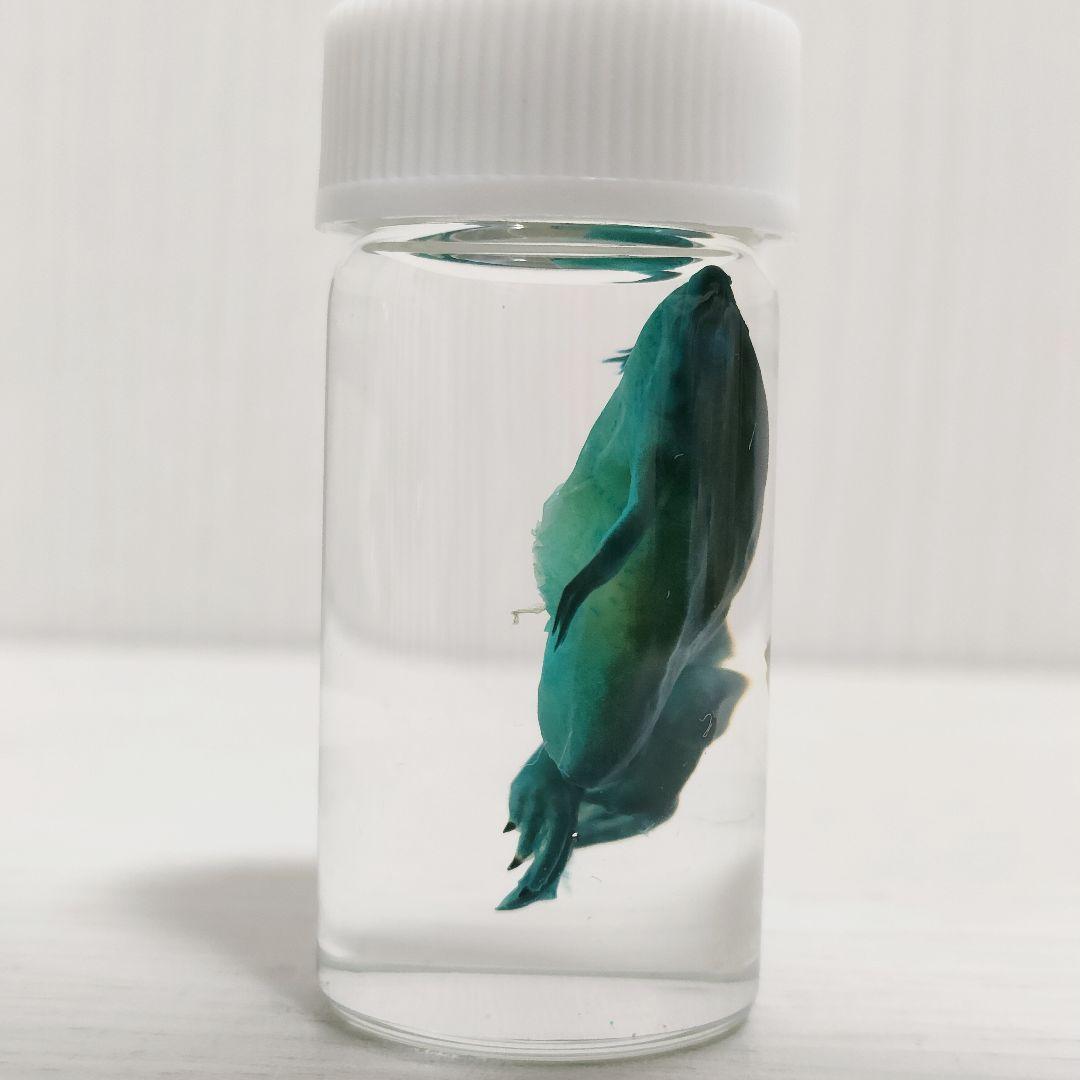 液浸標本】軟骨染色 アフリカツメガエル 約3cm 標本素材 アルシアン