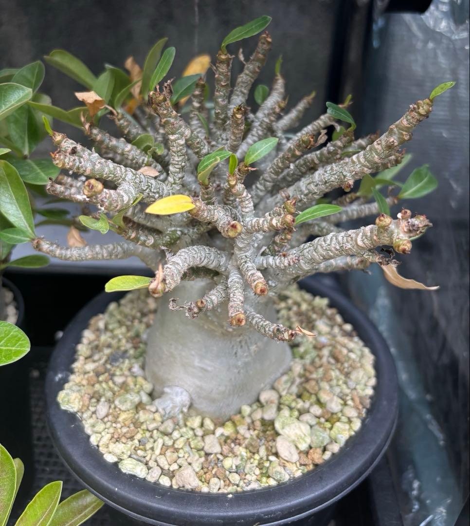 ユッカ ロストラータ 20株セット プレステラ105深鉢