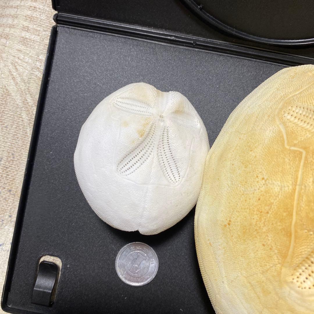 ライオンブンブク ライオネスブンブク ウニ標本 ウニ殻標本 標本