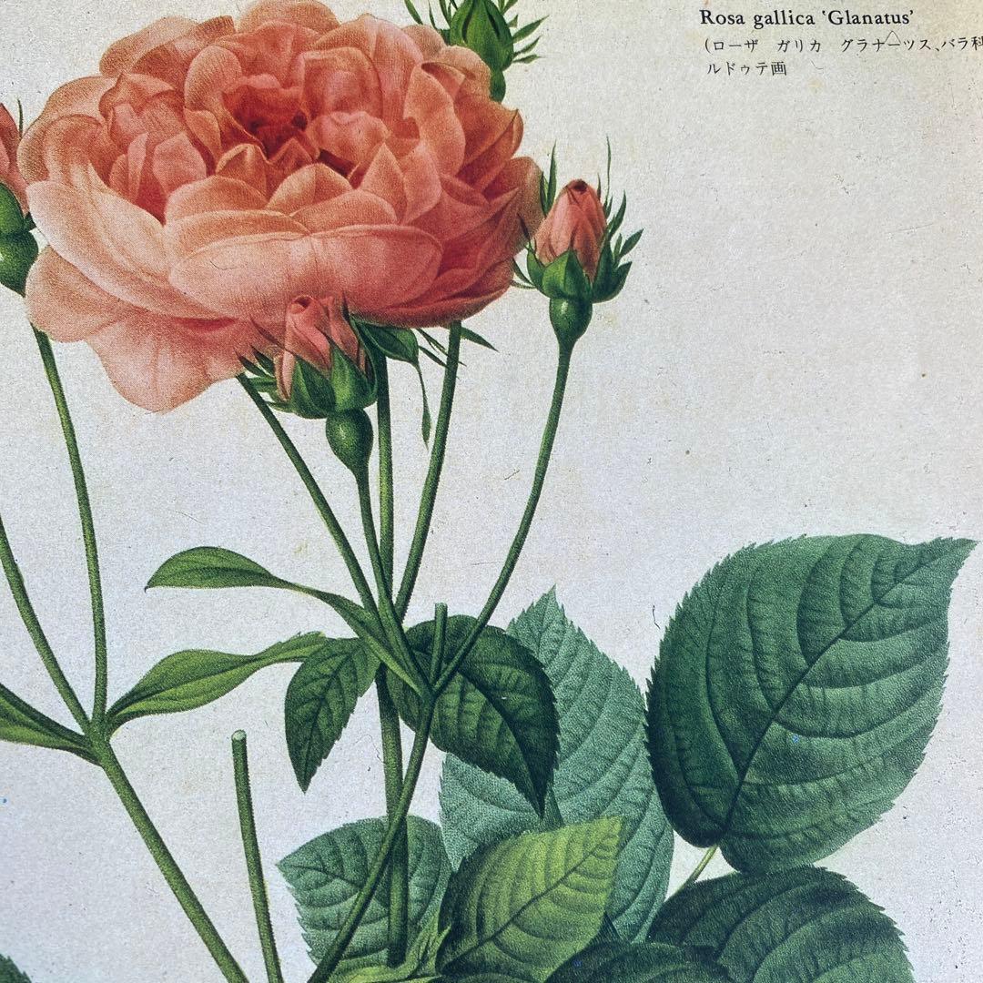 ボタニカルアートの世界 - メルカリ