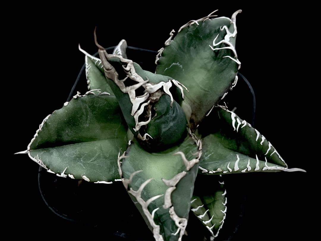 レア特価【CG産】アガベスーパーチタノタ悪魔くん スパチタBAKEMONO