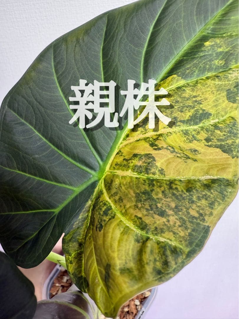 アロカシア リーガルシールズオーレア斑入り小芋 - メルカリ