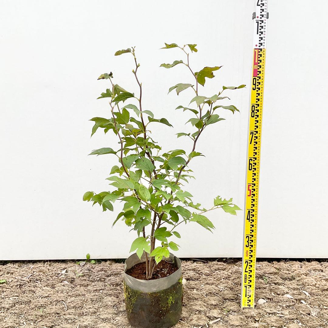 や*す様 シロモジ　/ 678