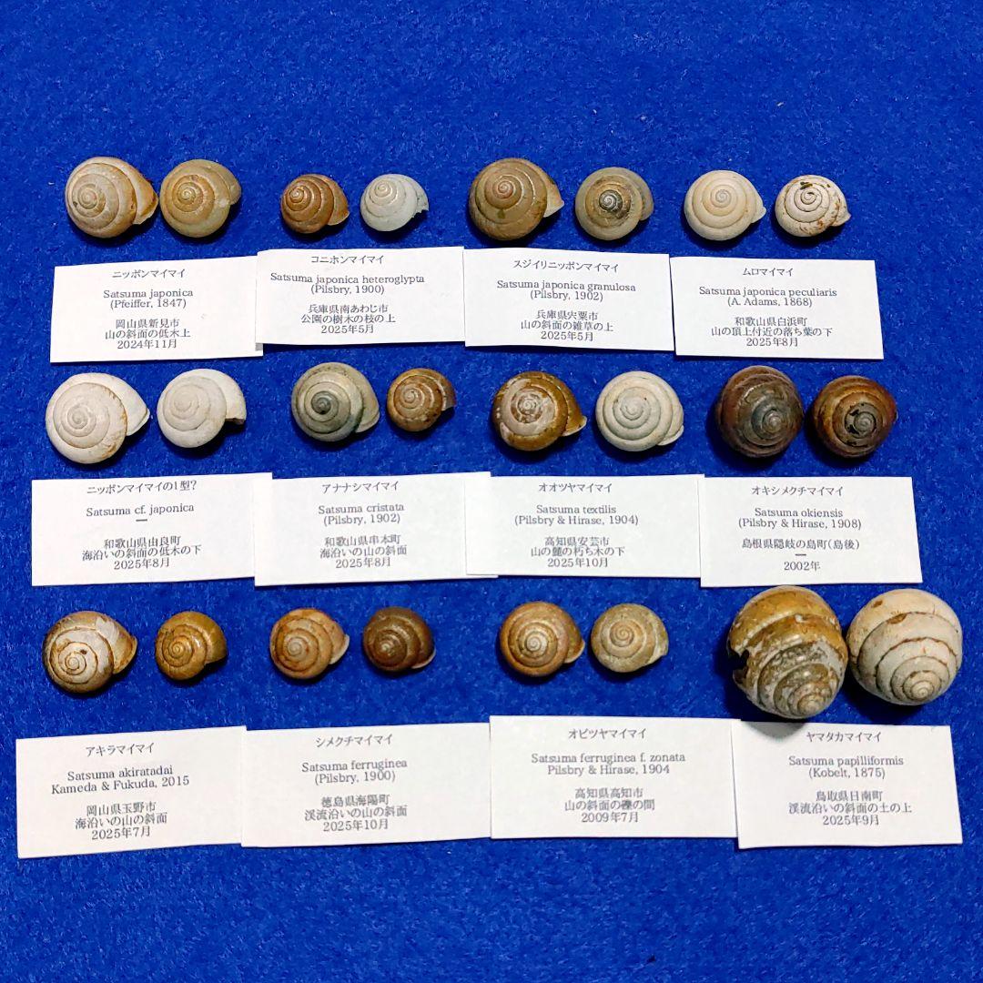 ニッポンマイマイ　カタツムリ　マイマイ　貝殻　標本 Yahoo!オークション - 貝標本「ダイセンニシキマイマイ」