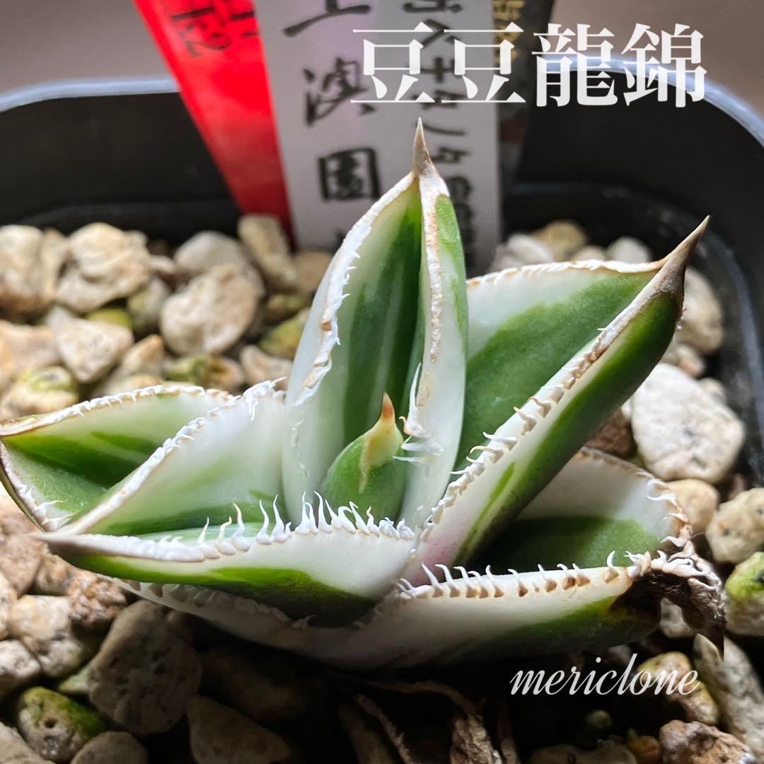 錦フェア【鉢ごと発送】速達 選抜 安定株 アガベ 豆豆龍錦 覆輪斑