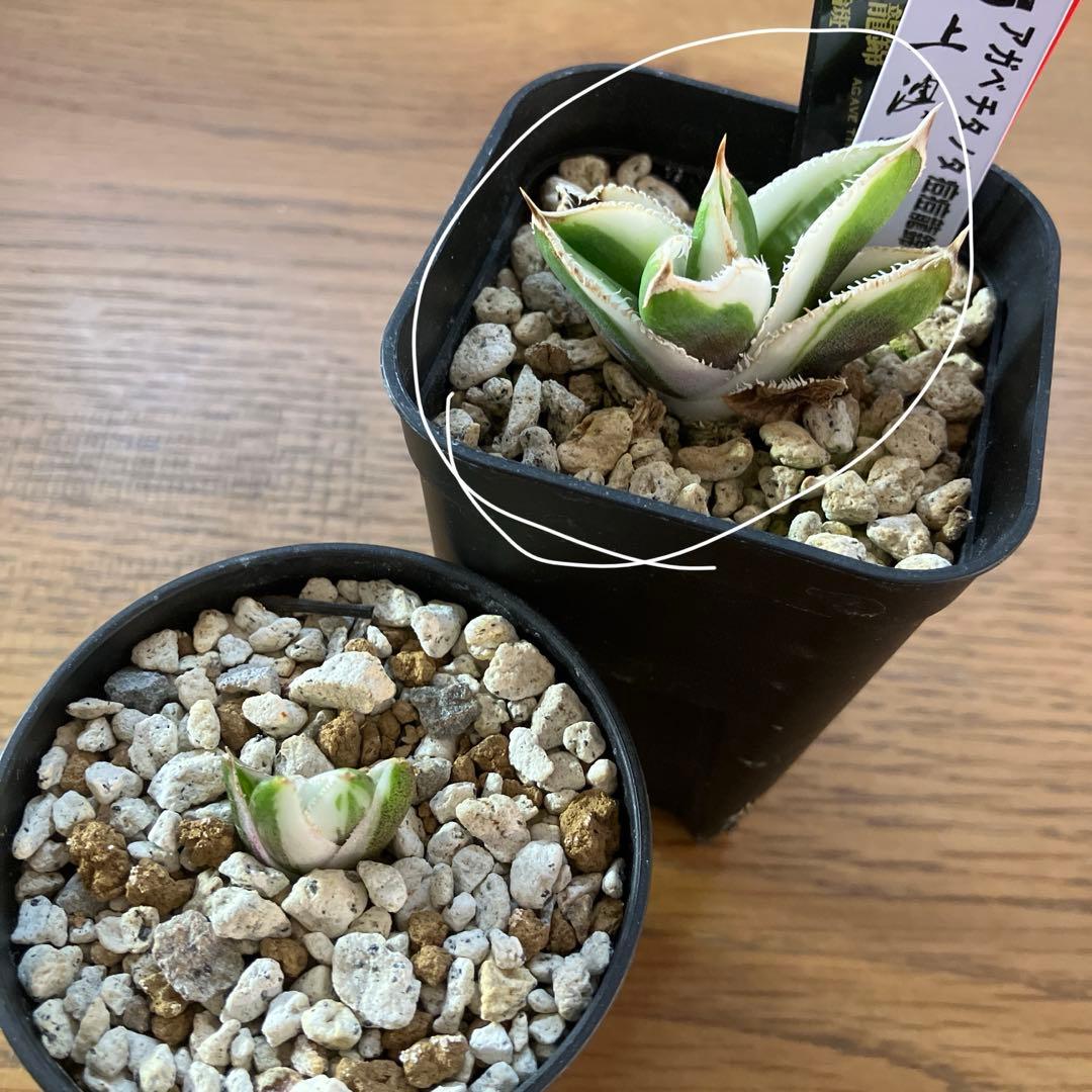 錦フェア【鉢ごと発送】速達 選抜 安定株 アガベ 豆豆龍錦 覆輪斑