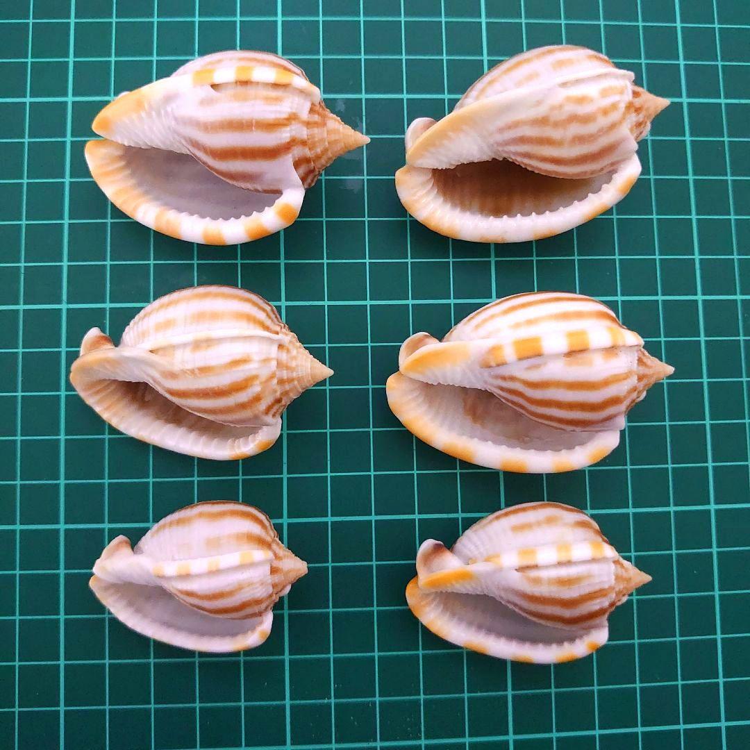 美品厳選‼️貝殻まとめ売り 20種類以上 サイズ大小さまざま 合計83個